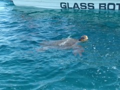 Loggerhead sea turtle (Caretta Caretta)