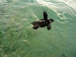 Loggerhead sea turtle (Caretta Caretta) - island of Zakynthos photo 15