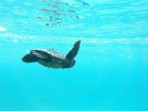 Loggerhead sea turtle (Caretta Caretta) - island of Zakynthos photo 16