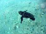 Loggerhead sea turtle (Caretta Caretta) - island of Zakynthos photo 17