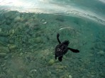 Loggerhead sea turtle (Caretta Caretta) - island of Zakynthos photo 18