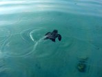 Loggerhead sea turtle (Caretta Caretta) - island of Zakynthos photo 20