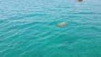 Loggerhead sea turtle (Caretta Caretta) - island of Zakynthos photo 3