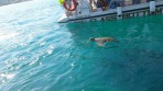 Loggerhead sea turtle (Caretta Caretta) - island of Zakynthos photo 6