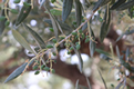 Nature (Olives)
